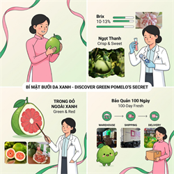 Bí Mật Sinh Học: Sự Khác Biệt Trội Vượt Của Bưởi Da Xanh Bến Tre